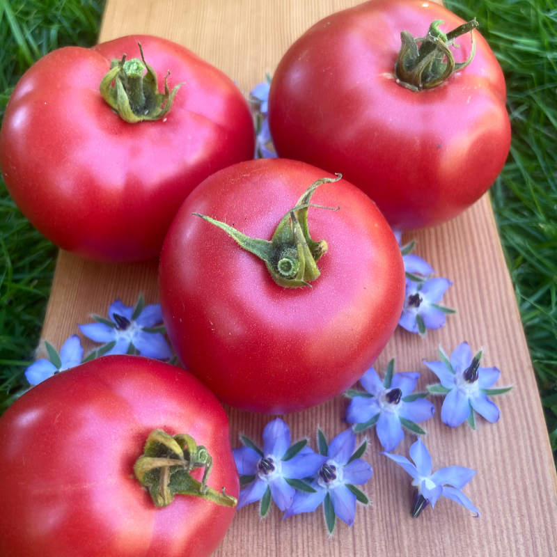 Fireworks Tomato Main Image